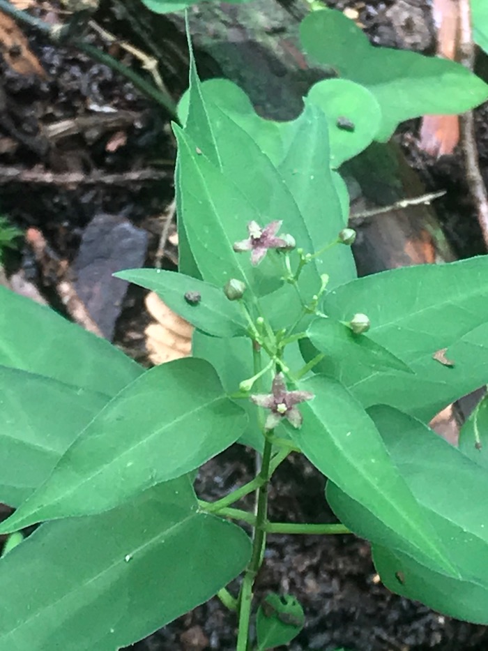 カモメツル 20200722-2