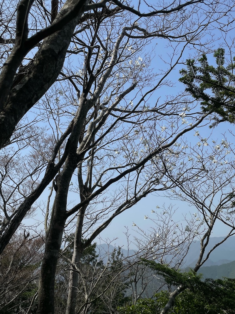 タムシバ 20210331-1