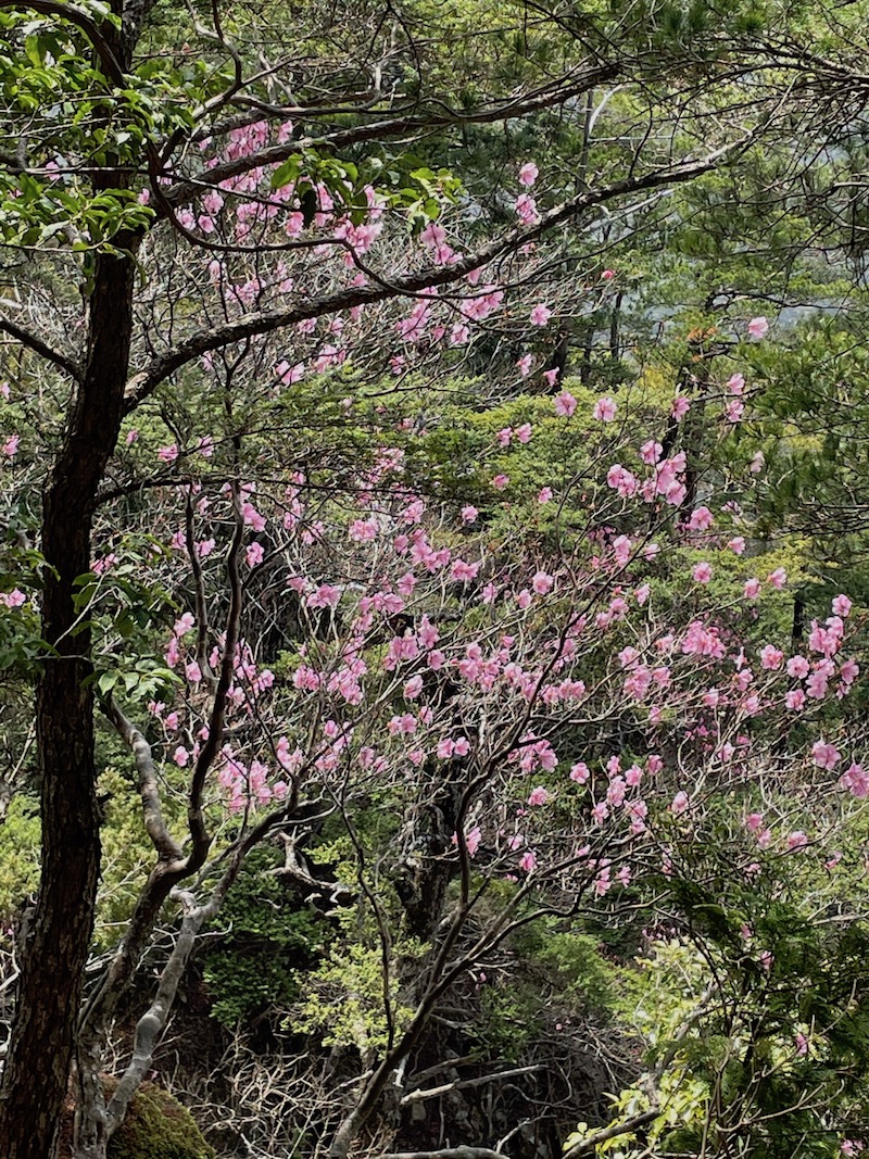 アカヤシオ 20210331-2