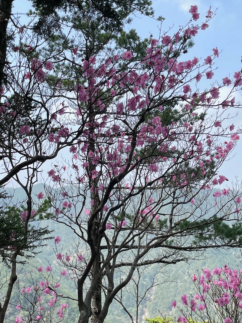 アカヤシオ 202103331-3